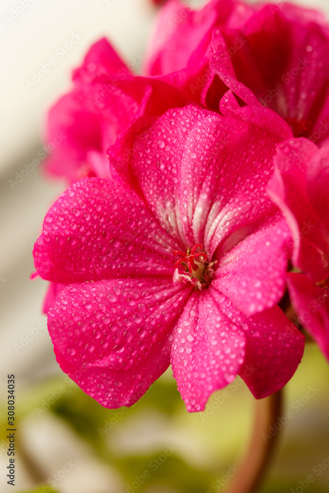 Pink petals of the geranium in the garden Pink petals of the geranium in the garden