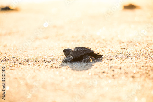 Tortuga golfina, Kemp's Ridley Turtle © Josue