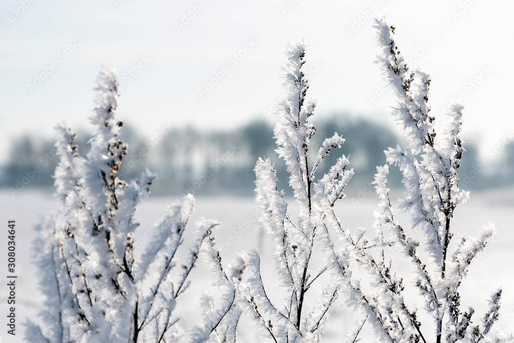 Hoarfrost on dry grass in winter time.