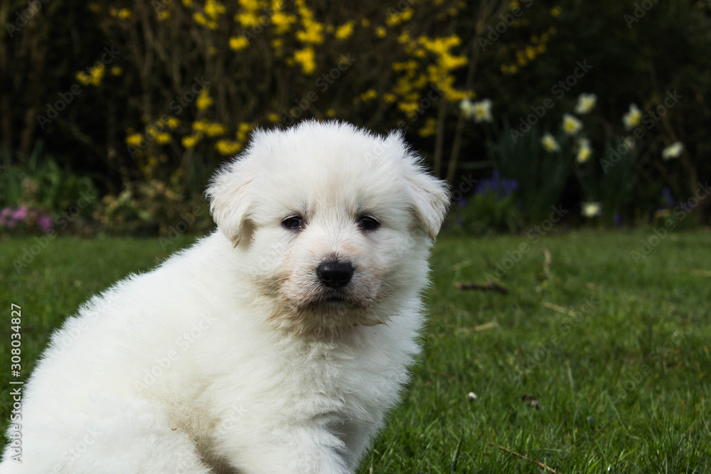 portrait of a puppy white swiss shepherd