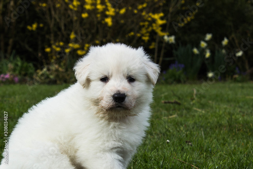 portrait of a puppy white swiss shepherd