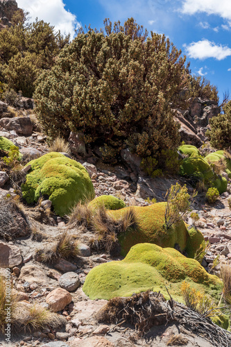 Tree and green moss. Azorella compacta and  Polylepis tarapacana . Typical vegetation of the altiplano in Bolivia photo