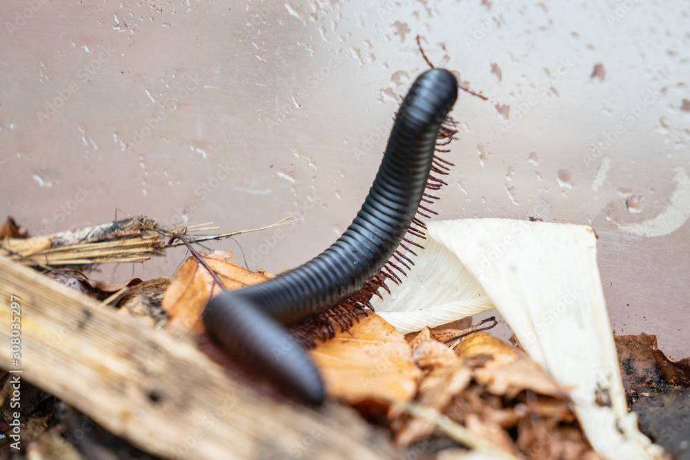 Giant African millipede, Archispirostreptus gigas Stock Photo | Adobe Stock