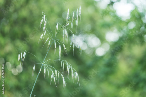 Quadro em tela The plant Bromus sterilis (anysantha sterilis) or barren brome belongs to the Poaceae family at the time of flowering