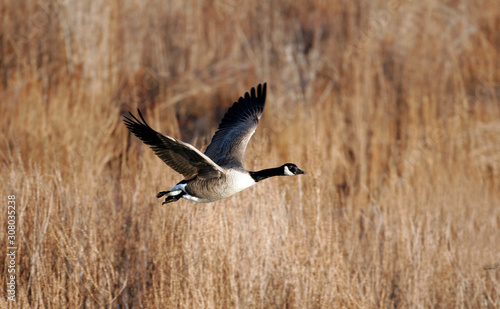 Canada geese migrating in the Fall of the year © Dennis Donohue