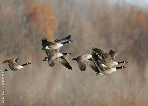 Canvas Print Canada geese migrating in the Fall of the year