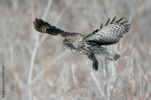 Great Grey Owl on Island in Montreal Canada