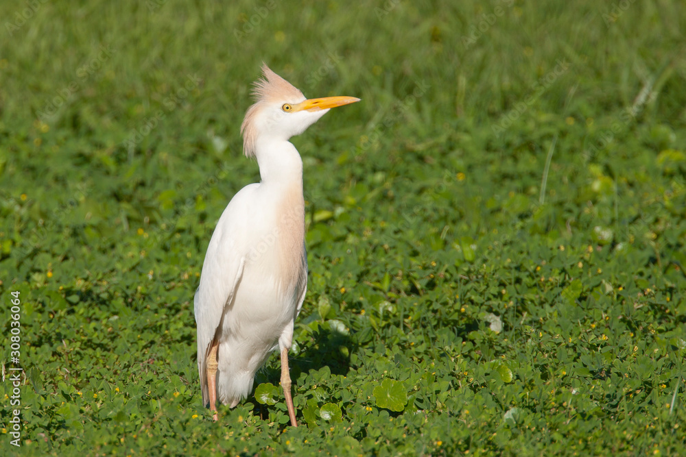 Obraz premium Breeding Plumage Cattle Egret in a Florida Field