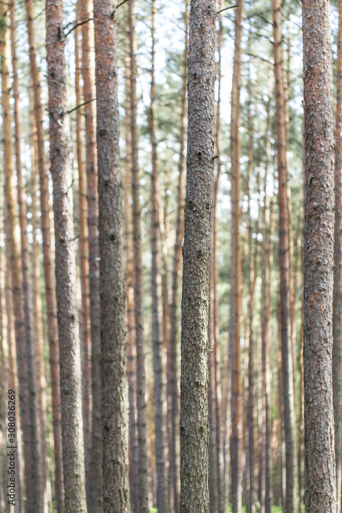 Pine forest tree trunks in summer day as beautiful natural textured background. Thick coniferous forest, pine trunks background. Beautiful landscape of pine forest in summer day. Nature Wallpaper. 