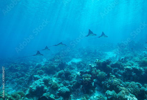 diver and eagle rays