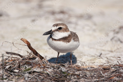 Wilson's Plover on a Florida Beach photo