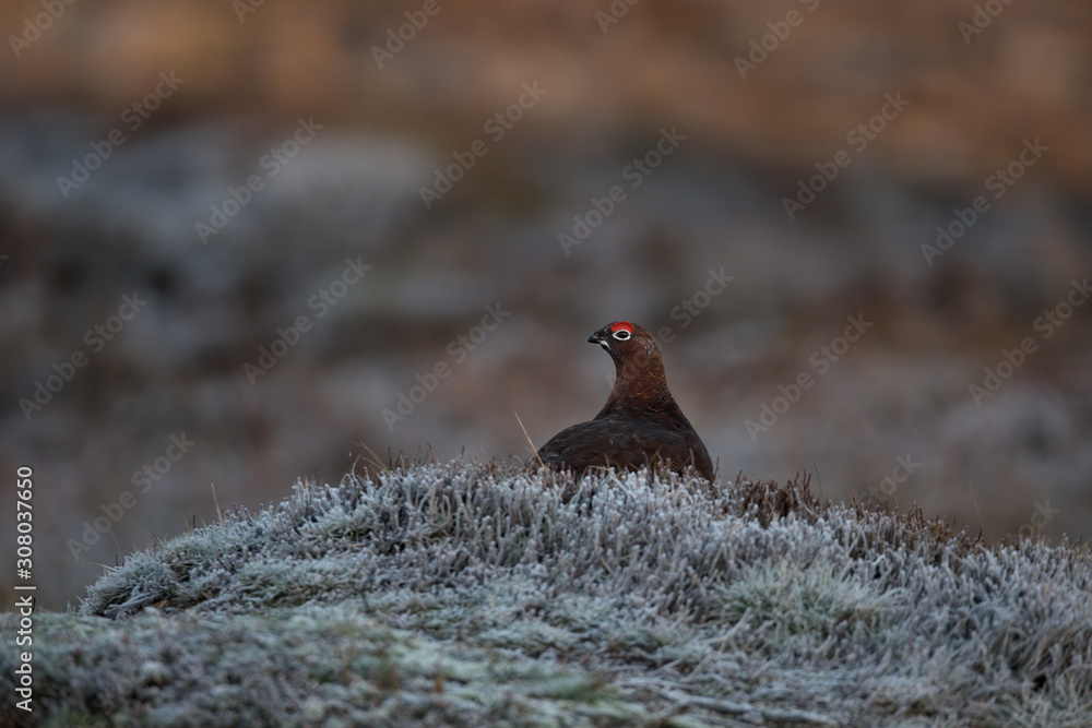 Lagopus lagopus scotica , Red grouse on a winters morning Lagopus lagopus scotica , Red grouse on a winters morning