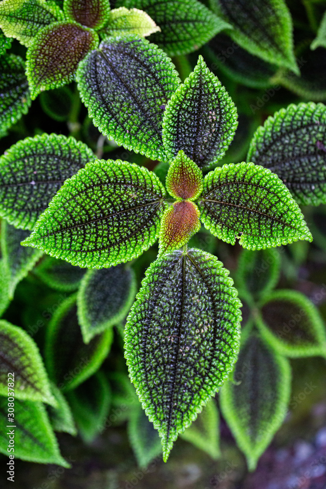 Aristolochia tricaudata Dreizipflige Osterluzei Aristolochia tricaudata Dreizipflige Osterluzei