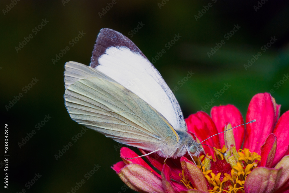 White butterfly Pieris brassicae, feeding on the flower in nature, summer background White butterfly Pieris brassicae, feeding on the flower in nature, summer background