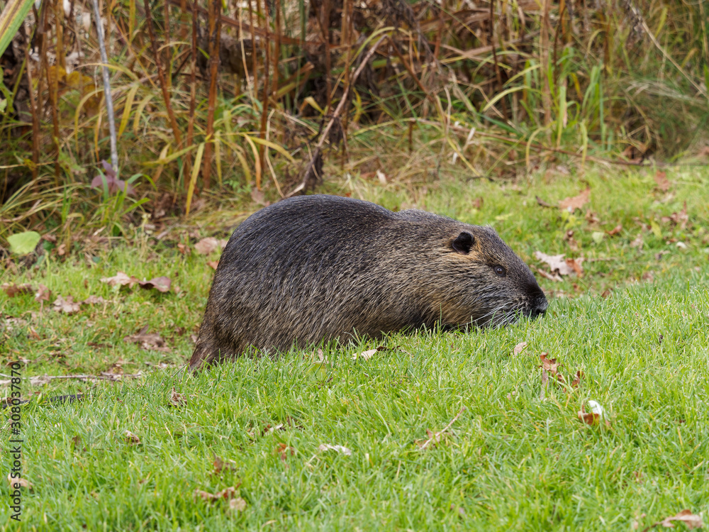 (Myocastor coypus) Un ragondin consommant de l'herbe sur une berge (Myocastor coypus) Un ragondin consommant de l'herbe sur une berge