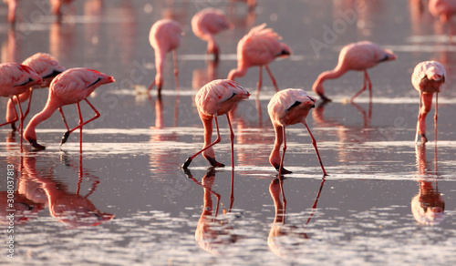 Beautiful wild flamingo in the lake