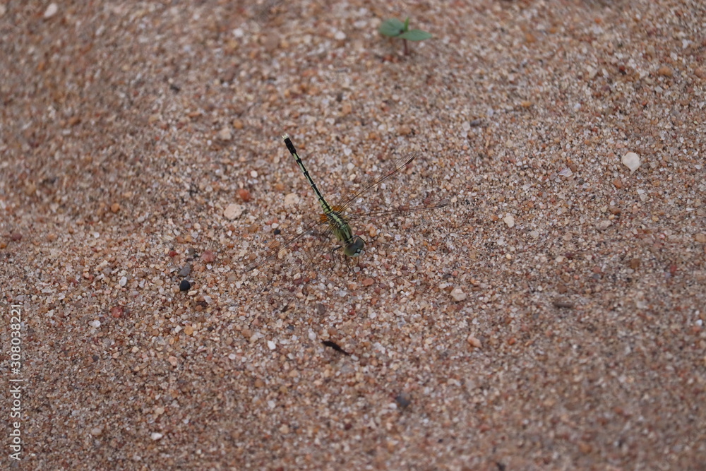 Macro shots, Beautiful nature scene dragonfly. Showing of eyes and wings detail. Dragonfly in the nature habitat using as a background or wallpaper.Dragonfly on sand beach Macro shots, Beautiful nature scene dragonfly. Showing of eyes and wings detail. Dragonfly in the nature habitat using as a background or wallpaper.Dragonfly on sand beach