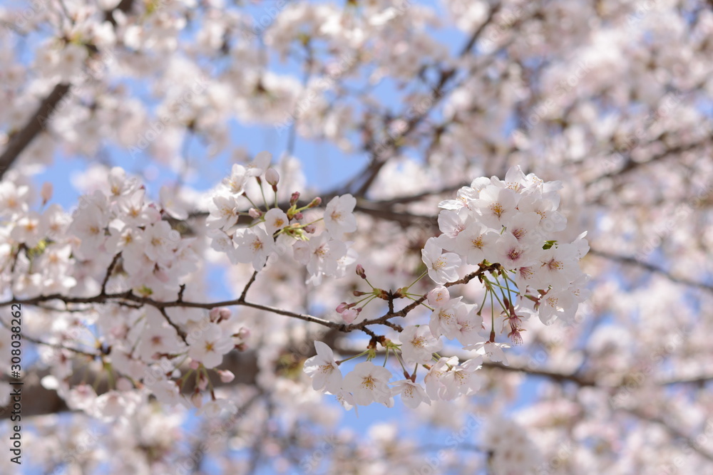 日本の春 桜 Cherry Blossom
