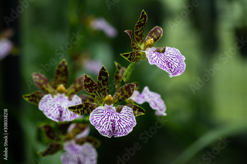 Zygopetalum maculatum