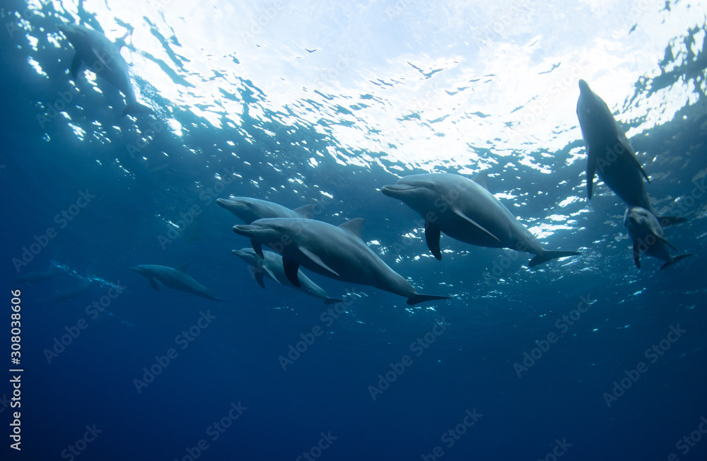 Fototapeta premium dolphins in the sea