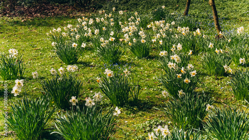 Fototapeta Naklejka Na Ścianę i Meble -  Field of Spring Daffodils. Green meadow with flowering daffodils. Yellow and white daffodils
