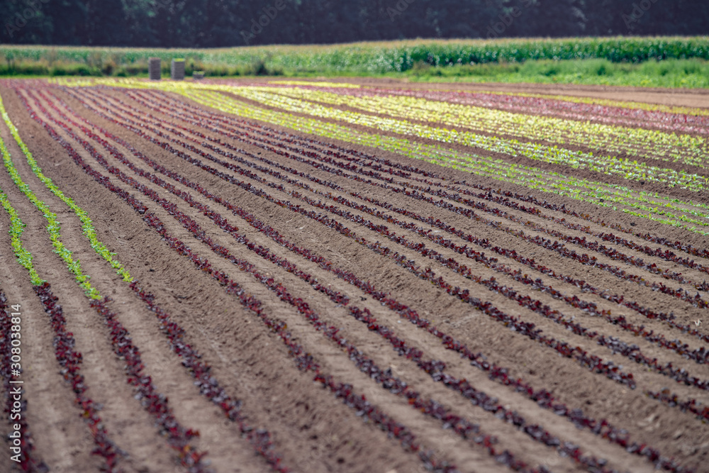 Rows of lollo rosso and lollo bianco. Newly planted lollo rosso and lollo bianco Rows of lollo rosso and lollo bianco. Newly planted lollo rosso and lollo bianco