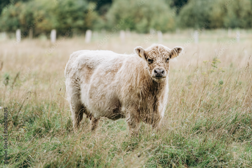 Fototapeta premium Cow in the pasture. Hairy cow in a green field