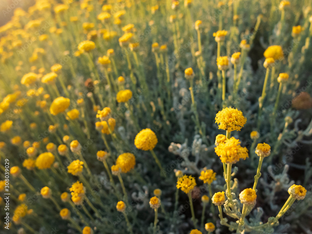 Close-up of little yellow flowers in the rays of setting sun