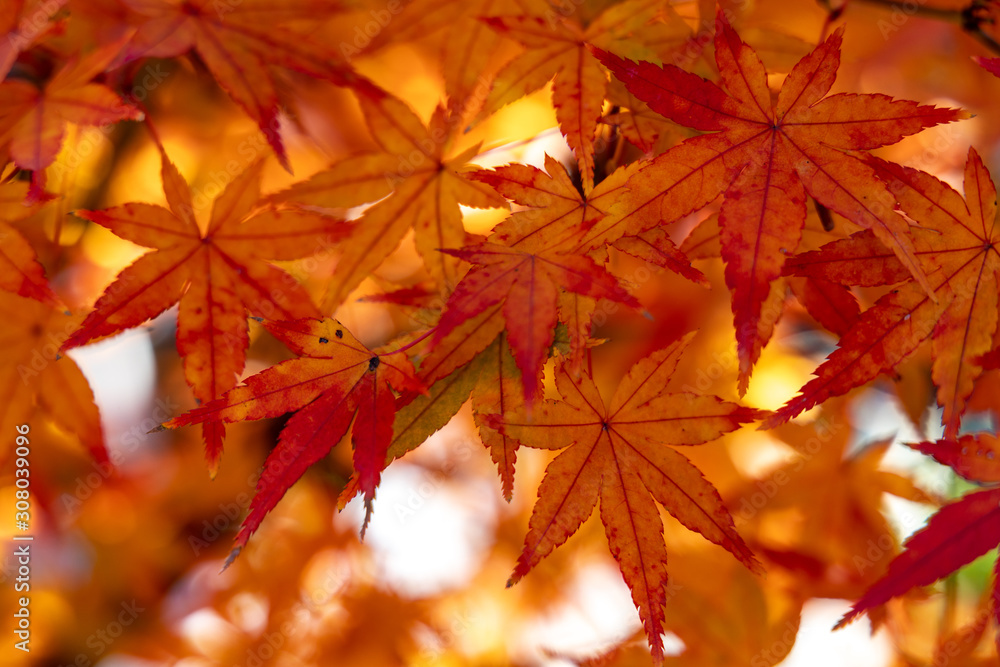 Colorful yellow and red maple leaves in Japan during Autumn with no people. Colorful yellow and red maple leaves in Japan during Autumn with no people.
