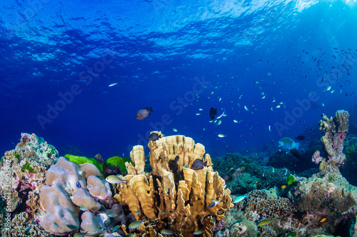 Colorful hard corals on a healthy coral reef