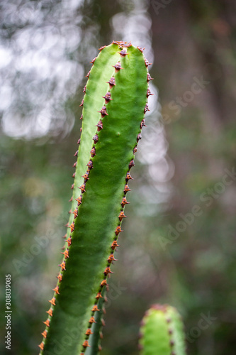 Aloe prostrata