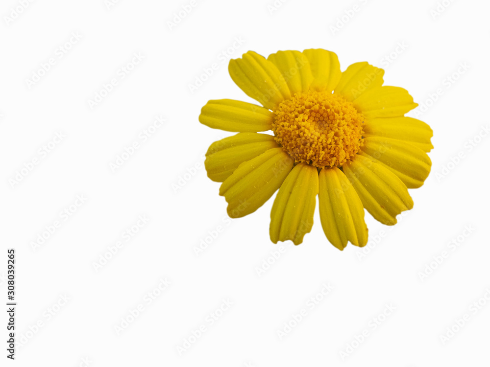 Yellow daisy flowers. Flowers of calendula arvensis Yellow daisy flowers. Flowers of calendula arvensis