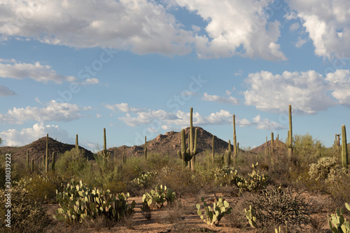 Cactus in Saguaro National Park, Arizona, USA