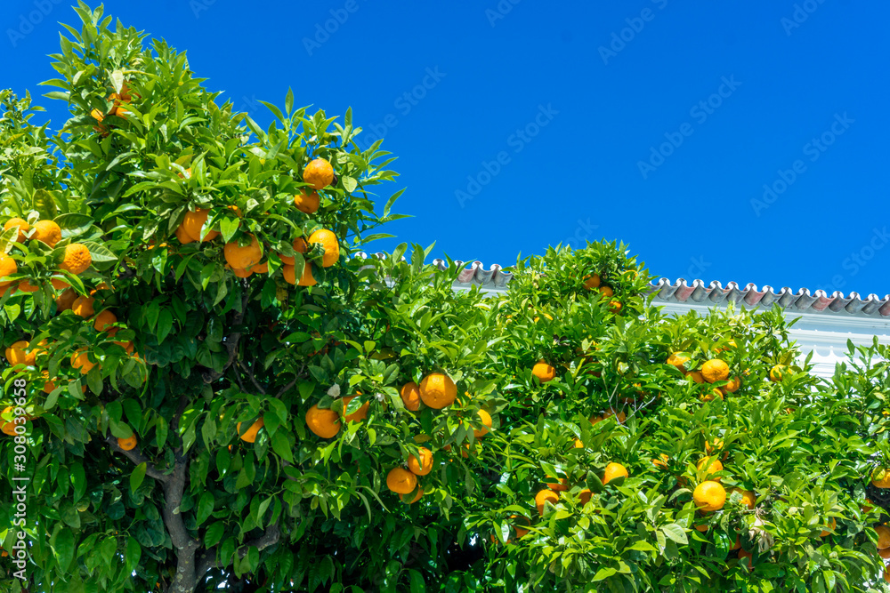 Mandarin tree with ripe fruits.  orange tree. Ripen clementines on trees in a citrus cultivation