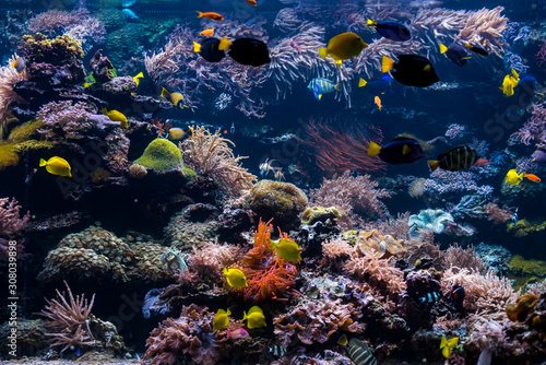 underwater coral reef landscape with colorful fish and marine life © EwaStudio