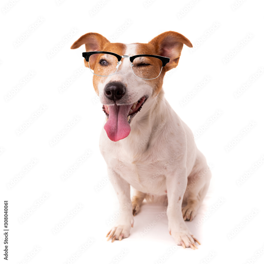 jack russell dog  isolated on white background, wearing reading glasses