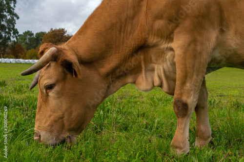 Vaca rubia gallega en un prado. photo