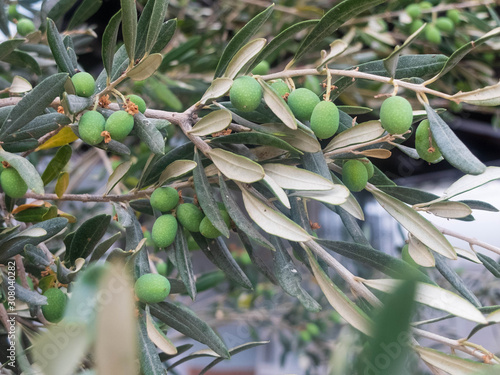 Green olive berries and leaves on the olive tree