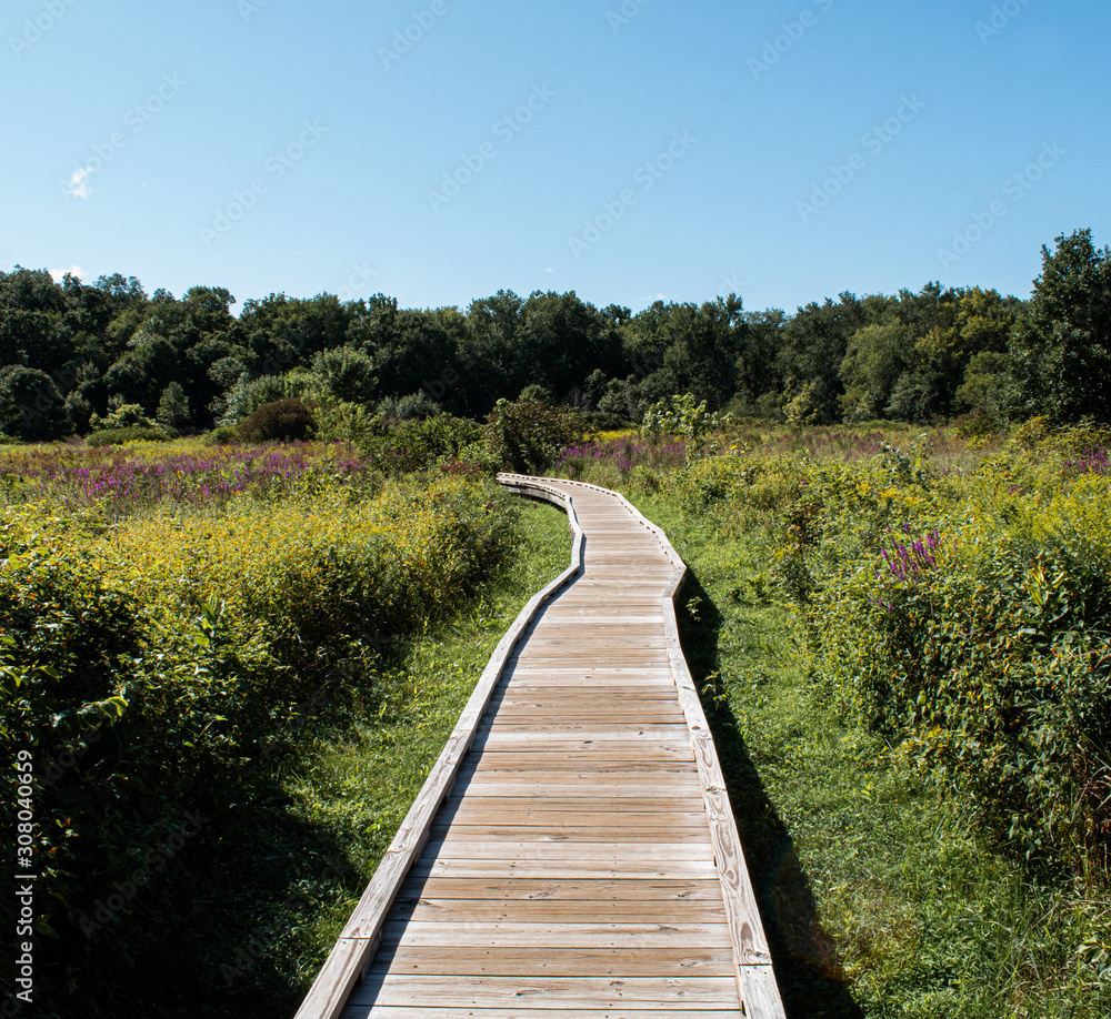 wooden bridge in the forest wooden bridge in the forest
