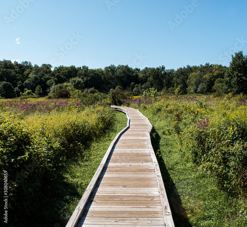 Wallpaper Mural wooden bridge in the forest Torontodigital.ca