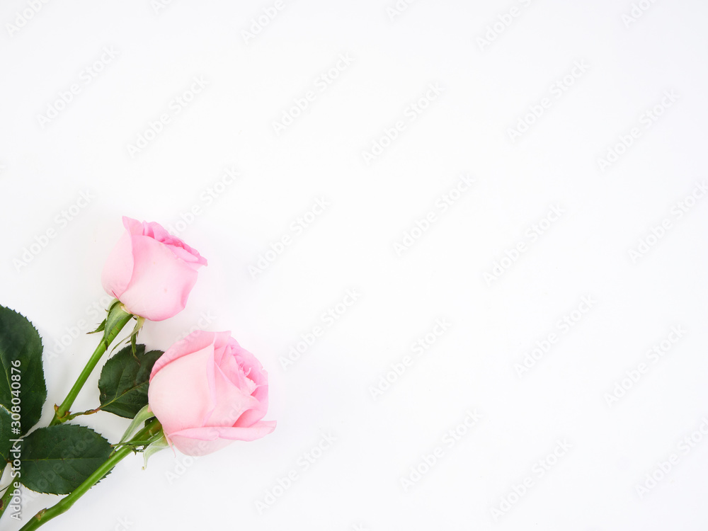Valentine's Day card. Two pink rose.
