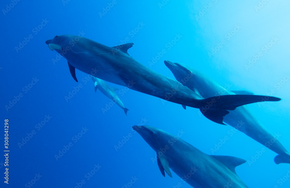 dolphin in sea dolphin in sea