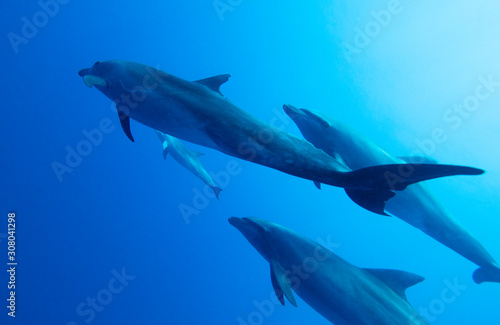 dolphin in sea © 敏治 荒川
