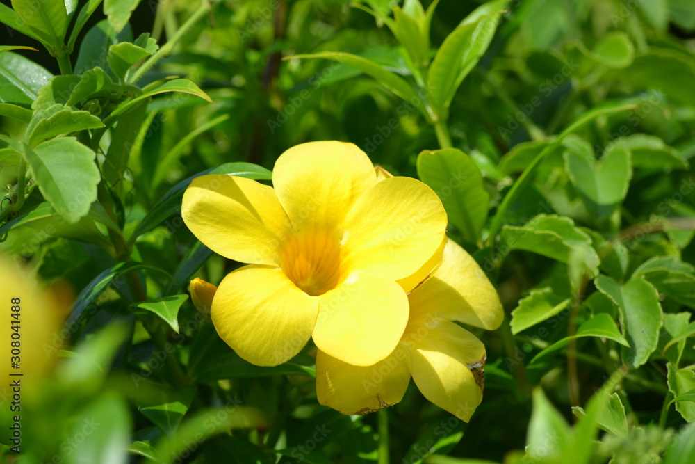 Allamanda cathartica - Goldtrompete (2) Allamanda cathartica - Goldtrompete (2)