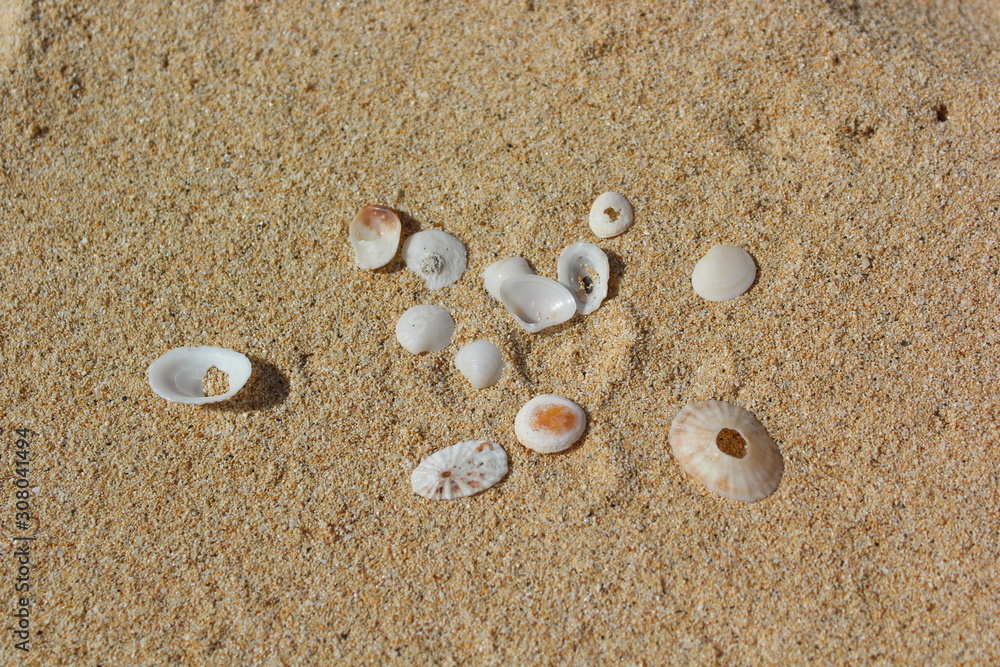 shell on the beach shell on the beach