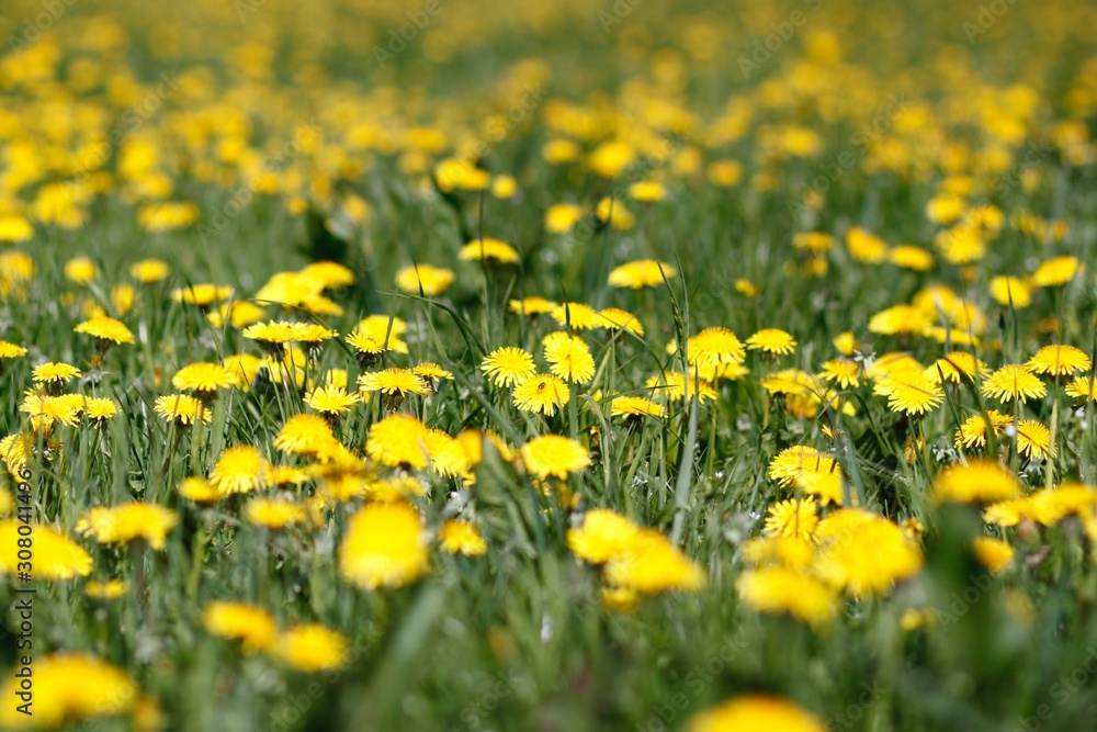 Obraz premium field of dandelions