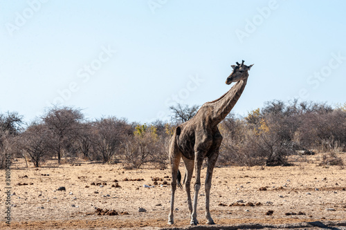 One Angolan Giraffe - Giraffa giraffa angolensis near a waterhole in Etosha national park  Namibia.