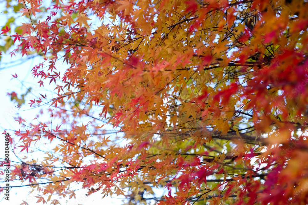 selective focus of colour full leaves in the forest. selective focus of colour full leaves in the forest.