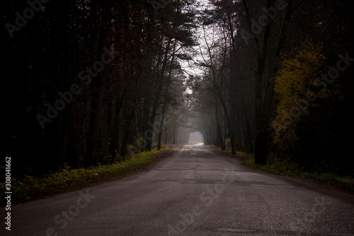 foggy road in a dark forest