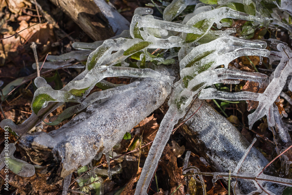 Fototapeta premium Frozen and frosted roots and leaves of autumn and winter.